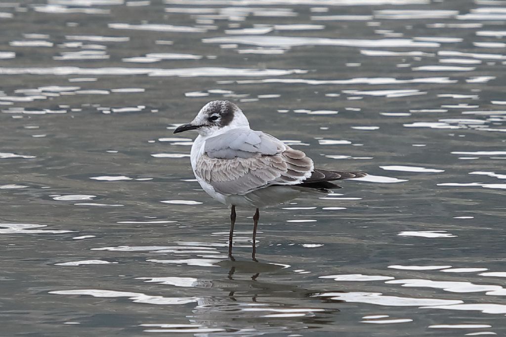 Gabbiano di Franklin  (Leucophaeus pipixcan)